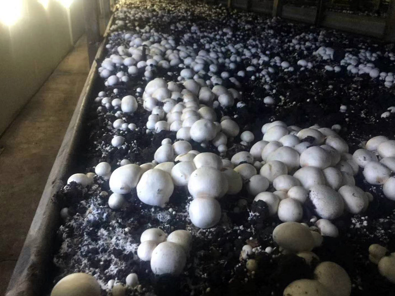 年產5萬噸恒溫恒濕蘑菇房項目